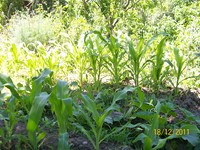 /album/proceso/a100-1861-copiar-jpg/